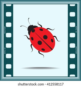 Ladybird sign icons, vector illustration. Flat design style 