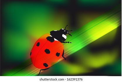 Ladybird vector