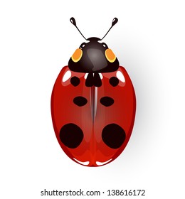 Ladybird. Vector illustration.