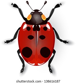 Ladybird. Vector illustration.