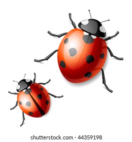 Ladybird. Vector illustration.