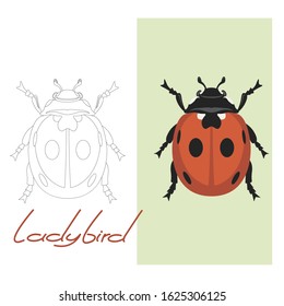 ladybird vector illustration  flat style, lining draw,set