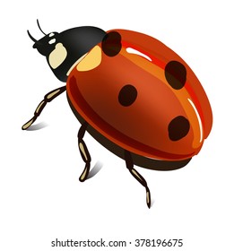 Ladybird vector illustration, ladybug vector icon, isolated on white background
