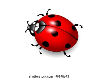 Ladybird. Vector illustration of ladybug on white background. Eps10. Raster file included in portfolio