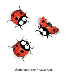 Ladybird. Vector illustration of ladybugs