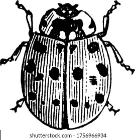 Ladybird is a very small insect having two wings with which it can fly little, vintage line drawing or engraving illustration.