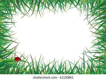 Ladybird walking on the green grass