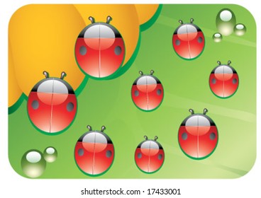 ladybirds