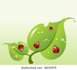 Ladybirds on a leaf