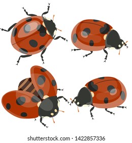 Ladybirds set isolated on white background. Vector image.