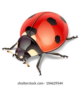 Ladybird-vector illustration