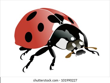 Ladybug