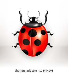 Ladybug