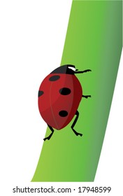 Ladybug