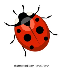 Ladybug