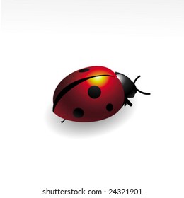 ladybug