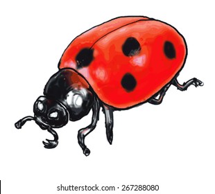Ladybug