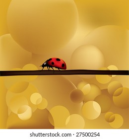 ladybug