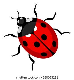 Ladybug