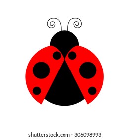 ladybug