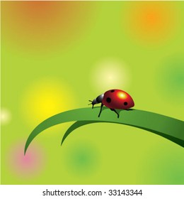 ladybug