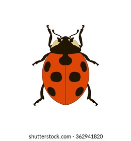 ladybug