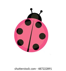 Ladybug