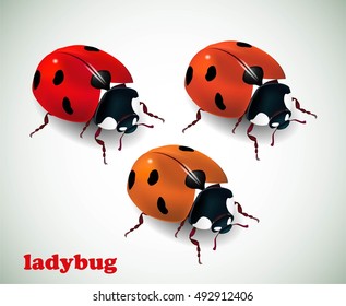 Ladybug