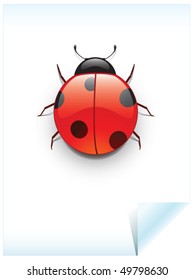 ladybug