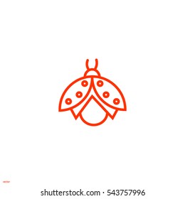 ladybug