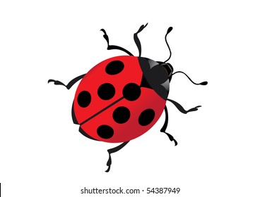 ladybug