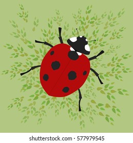 Ladybug
