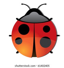 ladybug