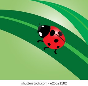 ladybug
