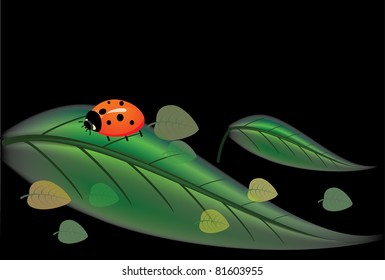  ladybug