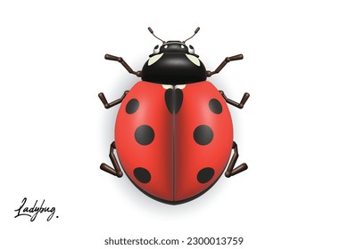 Ladybug 3D Cartoon Animation,Insect world,Illustration,Education,Nature,Animal.