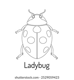 Ladybug. Arthropod insects. Fauna coloring book. Graphic sketch of an isolated beetle with title. Vector illustration.