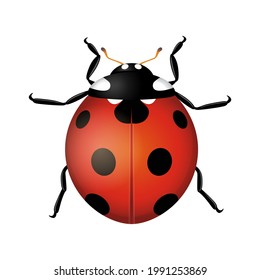 Ladybug beetle isolated on white background. Realistic vector illustration