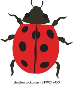 Ladybug beetle ladybird Illustration 2d flat colors Isolated on White Background.