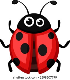 Ladybug beetle on a white background. The form of the top.