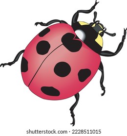 Ladybug Beetle Standing Vector Illustration