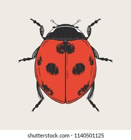 Ladybug, bug. Vector hand drawn illustration.