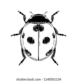 Ladybug, bug. Vector hand drawn illustration.