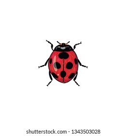 ladybug cartoon vector on a white background