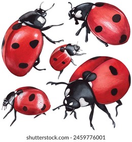 Ladybug clipart, isolated illustration. Beautiful insect on a white background, watercolor painted by hand art for wallpaper. Cartoon cute animal. Watercolour print, hand drawn,red lady bug black dots