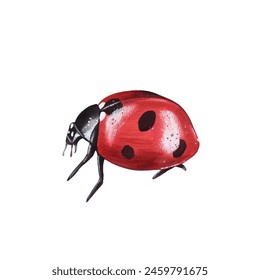 Ladybug clipart, isolated illustration. Beautiful insect on a white background, watercolor painted by hand art for wallpaper. Cartoon cute animal. Watercolour print, hand drawn,red lady bug black dots