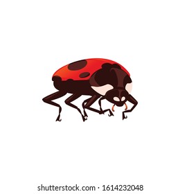 Ladybug with closed shell beetle cartoon bug design flat vector illustration isolated on white background