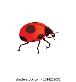 Ladybug with closed shell beetle cartoon bug design flat vector illustration isolated on white background