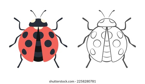 Ladybug color illustration 