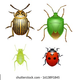 Ladybug and Colorado beetle, wood aphid and green shield bug, agriculture pests species. Bugs and beetles, realistic vector isolated insect animals